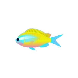 Oval Chromis